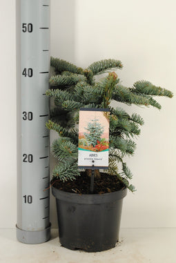 Warentuin natuurlijk - Abies procera Glauca