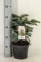 Warentuin natuurlijk - Abies procera Glauca