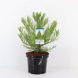 Warentuin natuurlijk - Sequoiadendron giganteum 25-30 cm