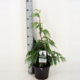 Warentuin natuurlijk - Chamaecyparis nootk pendula 80 cm