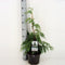 Warentuin natuurlijk - Chamaecyparis nootk pendula 80 cm