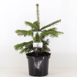 Warentuin natuurlijk - Abies nordmanniana 55 cm