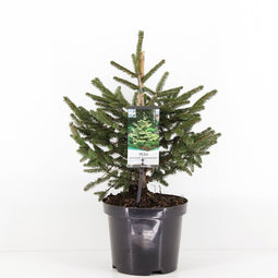 Warentuin natuurlijk - Picea orientalis aureospicata 30-40 cm