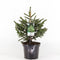 Warentuin natuurlijk - Picea orientalis aureospicata 30-40 cm