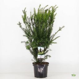 Warentuin natuurlijk - Taxus media groenland