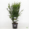 Warentuin natuurlijk - Taxus media groenland