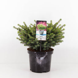 Warentuin natuurlijk - Picea omorika karel