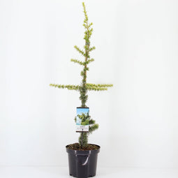 Warentuin natuurlijk - Cedrus libani atlantica aurea 75 cm