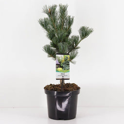 Warentuin natuurlijk - Pinus parviflora glauca