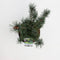 Warentuin natuurlijk - Pinus parviflora glauca