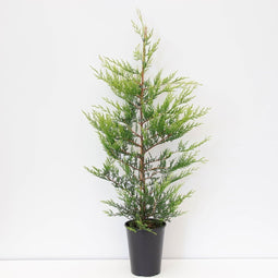 Warentuin natuurlijk - Cupressocyparis leyl castlewellan gold 80-100 cm