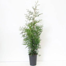 Warentuin natuurlijk - Thuja occidentalis brabant 80-150 cm