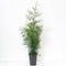 Warentuin natuurlijk - Thuja occidentalis brabant 80-150 cm