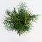 Warentuin natuurlijk - Thuja occidentalis brabant 80-150 cm