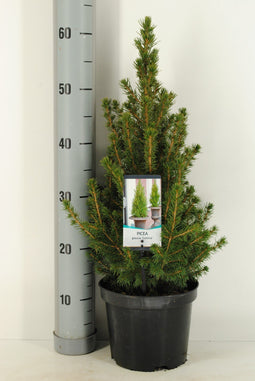 Warentuin natuurlijk - Picea glauca Conica