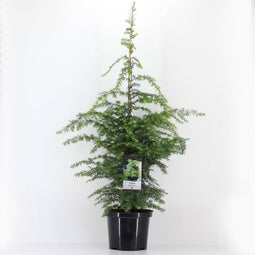 Warentuin natuurlijk - Tsuga canadensis 60-80 cm