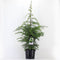 Warentuin natuurlijk - Tsuga canadensis 60-80 cm