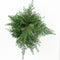 Warentuin natuurlijk - Tsuga canadensis 60-80 cm