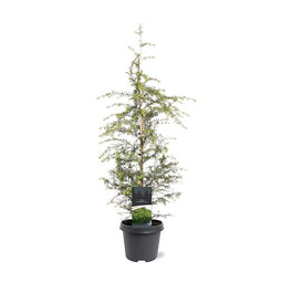 Warentuin natuurlijk - Tsuga heterophylla 60-80 cm Conifeer