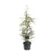 Warentuin natuurlijk - Tsuga heterophylla 60-80 cm Conifeer