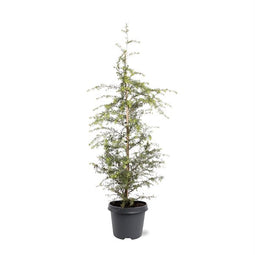 Warentuin natuurlijk - Tsuga heterophylla 50-60 cm Conifeer