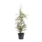 Warentuin natuurlijk - Tsuga heterophylla 50-60 cm Conifeer