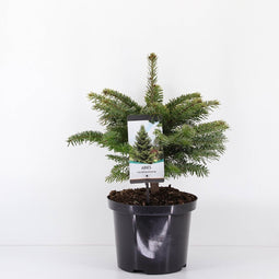 Warentuin natuurlijk - Abies nordmanniana 70 cm