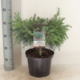 Warentuin natuurlijk - Cedrus deodara feelin blue 55 cm