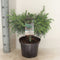 Warentuin natuurlijk - Cedrus deodara feelin blue 55 cm