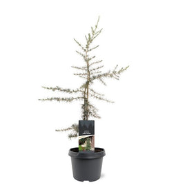Warentuin natuurlijk - Cedrus deodara Karl Fuchs 50-60 cm Conifeer