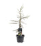 Warentuin natuurlijk - Cedrus deodara Karl Fuchs 50-60 cm Conifeer