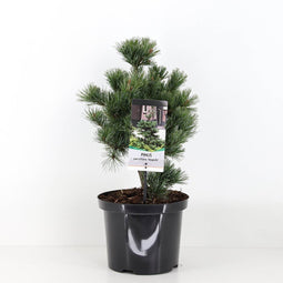 Warentuin natuurlijk - Pinus parviflora negishi 30-40 cm