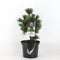Warentuin natuurlijk - Pinus parviflora negishi 30-40 cm
