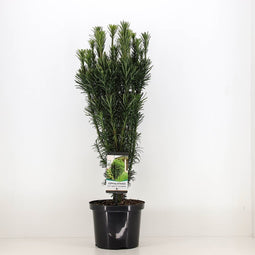 Warentuin natuurlijk - Cephalotaxus harringtonia fastigiata 75 cm