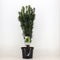 Warentuin natuurlijk - Cephalotaxus harringtonia fastigiata 75 cm