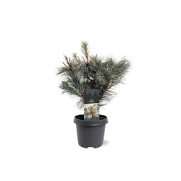 Warentuin natuurlijk - Pinus pumila Glauca 25-30 cm Conifeer