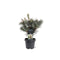 Warentuin natuurlijk - Pinus pumila Glauca 25-30 cm Conifeer