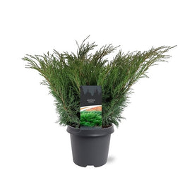 Warentuin natuurlijk - Juniperus sabina 30-40 cm Conifeer