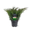 Warentuin natuurlijk - Juniperus sabina 30-40 cm Conifeer