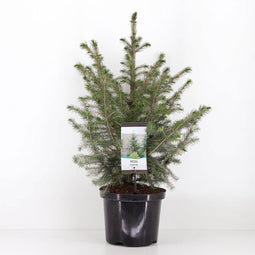 Warentuin natuurlijk - Picea omorika 50-60 cm