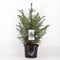 Warentuin natuurlijk - Picea omorika 50-60 cm