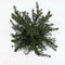Warentuin natuurlijk - Picea omorika 50-60 cm