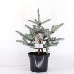 Warentuin natuurlijk - Picea pungens erich frahm