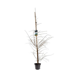 Warentuin natuurlijk - Larix decidua 125-150 cm Conifeer