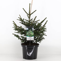 Warentuin natuurlijk - Picea orientalis aureospicata 40-50 cm