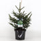 Warentuin natuurlijk - Picea orientalis aureospicata 40-50 cm