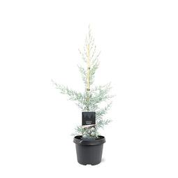 Warentuin natuurlijk - Cupressus arizonica Glauca 50-60 cm Conifeer