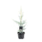 Warentuin natuurlijk - Cupressus arizonica Glauca 50-60 cm Conifeer