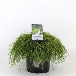 Warentuin natuurlijk - Chamaecyparis pis filifera nana 45 cm