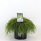 Warentuin natuurlijk - Chamaecyparis pis filifera nana 45 cm